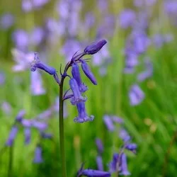 Bluebells credit Cary Creed